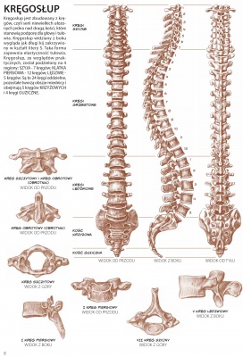Anatomia dla artystów. Tom 4. LEONARDO COMPACT SERIES